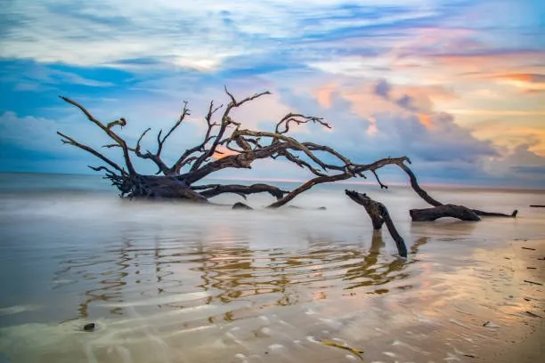 Driftwood Beach en Jekyll Island